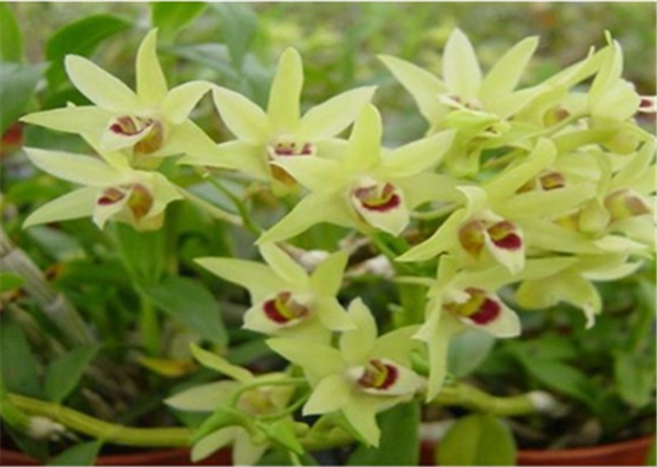 c鿴ԔϢ}Herba Dendrodii Flower xΔ(sh)2675