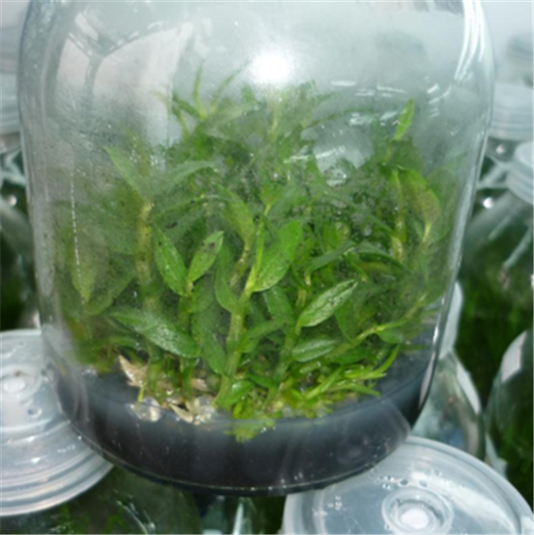 c鿴ԔϢ(bio)}Herba Dendrodii Pot Seedlings xΔ(sh)2175