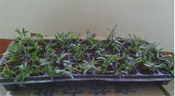 c鿴ԔϢ}Herba Dendrodii Plug Seedlings xΔ(sh)2540